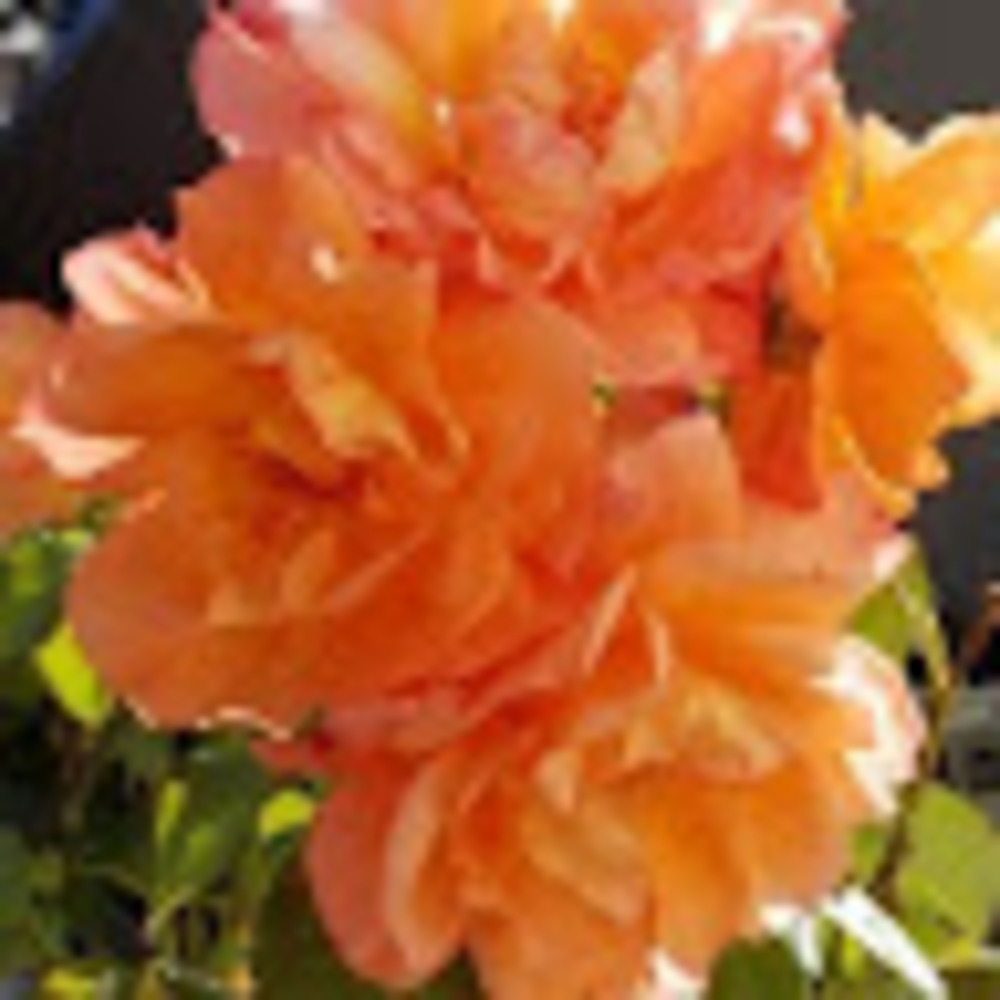 Meet your Posher, Alina